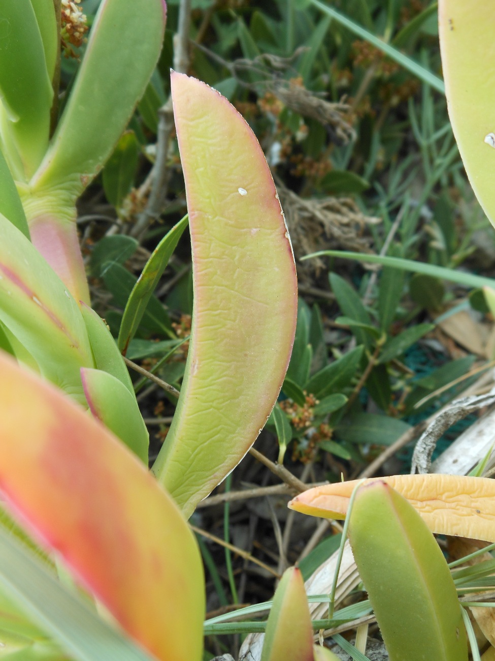 Carpobrotus acinaciformis  VS C. edulis  subsp. edulis